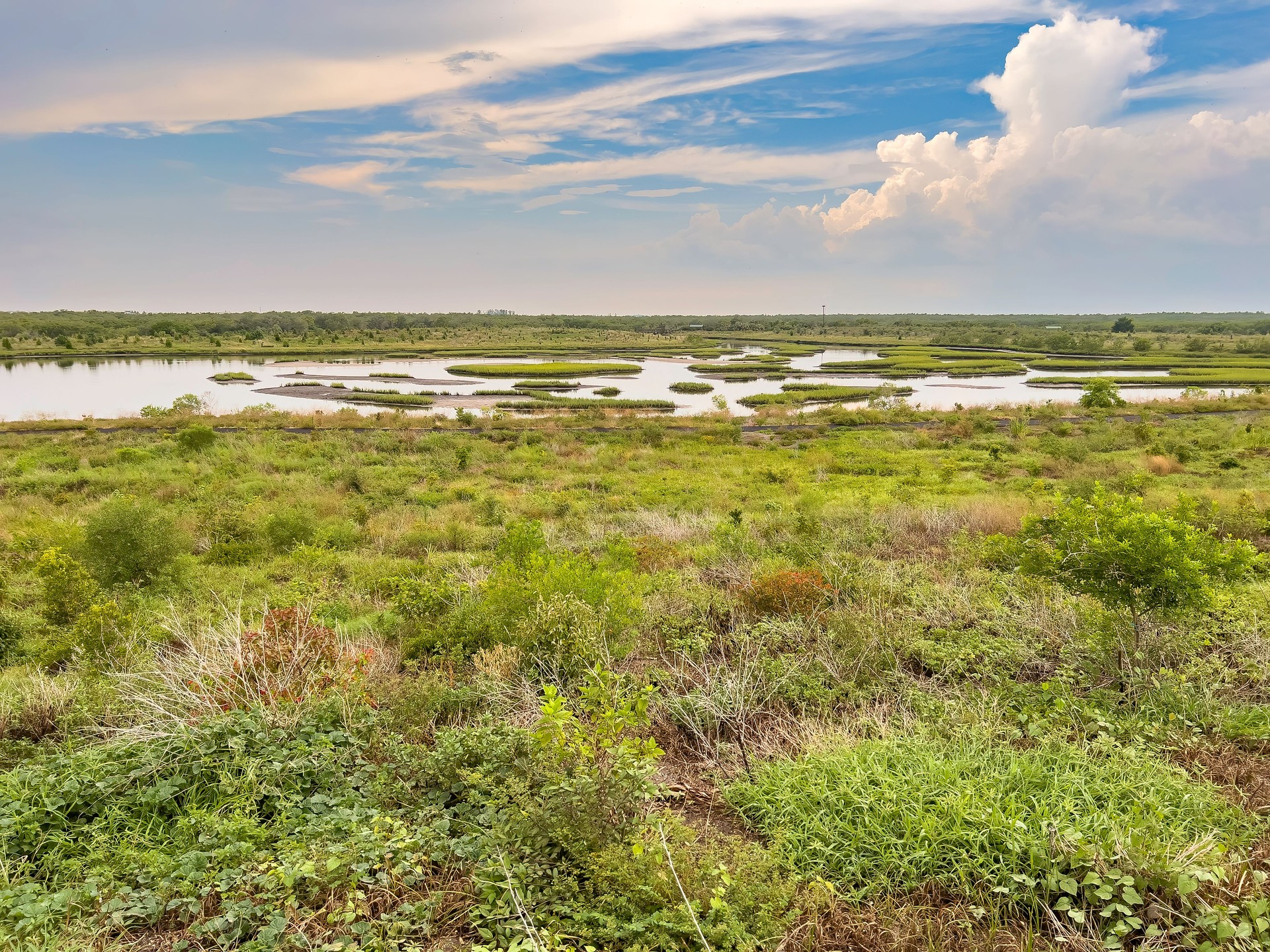 Restored wetland, once farmland, along the Gulf Coast of Florida